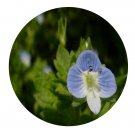 DwarfGiantFarm 200Pcs A Set Veronica arvensis Seed Proqgf