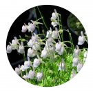 DwarfGiantFarm 200Pcs A Set Utricularia scandens Benj Seed  Proqgf
