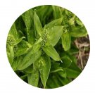 DwarfGiantFarm 200Pcs A Set Veratrilla baillonii Franch Seed Proqgf