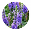DwarfGiantFarm 200Pcs A Set Veronica spicata Seed Proqgf