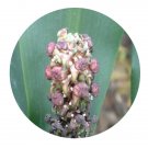 DwarfGiantFarm 200Pcs A Set upistra grandistigma Wang Seed Proqgf