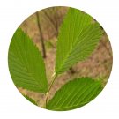 DwarfGiantFarm 200Pcs A Set Ulmus laciniata Seed Proqgf