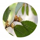 DwarfGiantFarm 200Pcs A Set Ulmus parvifolia Jacq Seed Proqgf