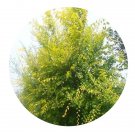 DwarfGiantFarm 200Pcs A Set Ulmus pumila cv.jinye Seed Proqgf