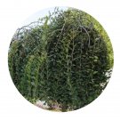 DwarfGiantFarm 200Pcs A Set Ulmus pumila var. pendula Seed  Proqgf