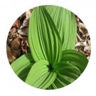 DwarfGiantFarm 200Pcs A Set Veratrum dahuricum Seed  Proqgf