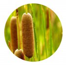 DwarfGiantFarm 200Pcs A Set Typha angustifolia Seed   Proqgf