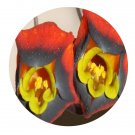 DwarfGiantFarm 200Pcs A Set Tropaeolum tricolor Seed    Proqgf