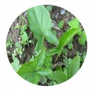 DwarfGiantFarm 200Pcs A Set Typonium divaricatum Seed    Proqgf