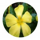 DwarfGiantFarm 200Pcs A Set Turnera ulmifolia Seed    Proqgf