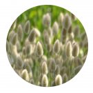 DwarfGiantFarm 200Pcs A Set Uraria crinita DC Seed Proqgf