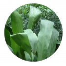 DwarfGiantFarm 200Pcs A Set Tupistra chinensis Bak Seed  Proqgf