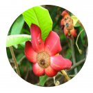 DwarfGiantFarm 200Pcs A Set Uvaria grandiflora Seed Proqgf