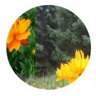 DwarfGiantFarm 200Pcs A Set Trollius chinensis Bunge Seed Proqgf