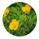 DwarfGiantFarm 200Pcs A Set Trollius japonicus Miq Seed  Proqgf