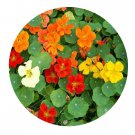 DwarfGiantFarm 200Pcs A Set Tropaeolum majus Seed   Proqgf