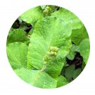 DwarfGiantFarm 200Pcs A Set Triosteum fargesii Franch Seed Proqgf