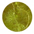 DwarfGiantFarm 200Pcs A Set Utricularia Seed  Proqgf
