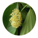 DwarfGiantFarm 200Pcs A Set Uncaria sessilifructus Seed  Proqgf
