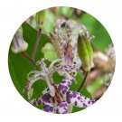 DwarfGiantFarm 200Pcs A Set Tricyrtis macropodaMig Seed  Proqgf