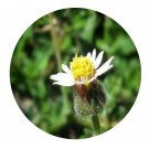 DwarfGiantFarm 200Pcs A Set Tridax procumbens Seed   Proqgf