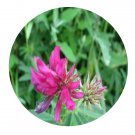 DwarfGiantFarm 200Pcs A Set Trifolium lupinaster Seed    Proqgf