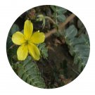 DwarfGiantFarm 200Pcs A Set Tribulus terrestris Seed    Proqgf
