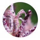 DwarfGiantFarm 200Pcs A Set Tricyrtis macropoda Miq. Seed   Proqgf