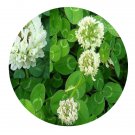 DwarfGiantFarm 200Pcs A Set Trifolium repens Seed   Proqgf