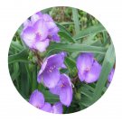 DwarfGiantFarm 200Pcs A Set Tradescantia albiflora Seed   Proqgf