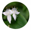 DwarfGiantFarm 200Pcs A Set Tradescantia fluminensis Seed   Proqgf