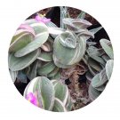 DwarfGiantFarm 200Pcs A Set Tradescantia sillamontana Seed   Proqgf