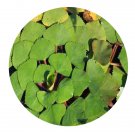 DwarfGiantFarm 200Pcs A Set Trapa bicornis Osbeck Seed   Proqgf