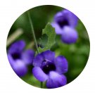 DwarfGiantFarm 200Pcs A Set Torenia concolor SeedProqgf