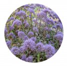 DwarfGiantFarm 200Pcs A Set Trachelium caeruleum Seed Proqgf