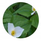 DwarfGiantFarm 200Pcs A Set Trillium tschonoskii Maxim Seed Proqgf