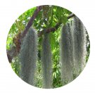 DwarfGiantFarm 50Pcs A Set Tillandsia usuneoides Seed Proqgf