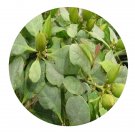DwarfGiantFarm 200Pcs A Set Tirpitzia sinensis Seed  Proqgf