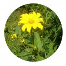 DwarfGiantFarm 200Pcs A Set Tithonia diversifolia A. Gray Seed  Proqgf
