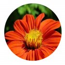 DwarfGiantFarm 200Pcs A Set Tithonia rotundifolia Seed  Proqgf
