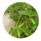 DwarfGiantFarm 200Pcs A Set Tilia amurensis Rupr Seed   Proqgf