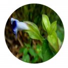 DwarfGiantFarm 200Pcs A Set Torenia violacea Seed   Proqgf