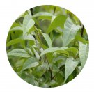 DwarfGiantFarm 200Pcs A Set Trichilia P. Browne Seed    Proqgf