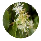 DwarfGiantFarm 200Pcs A Set Tilia cordata Seed  Proqgf