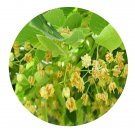 DwarfGiantFarm 200Pcs A Set Tilia henryana Szyszyl Seed   Proqgf