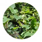 DwarfGiantFarm 200Pcs A Set Tilia mongolica Seed  Proqgf