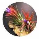 DwarfGiantFarm 200Pcs A Set Tillandsia Seed  Proqgf