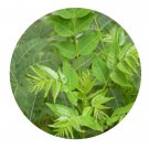 DwarfGiantFarm 200Pcs A Set Toona sinensis.A.Juss. Seed   Proqgf