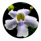 DwarfGiantFarm 200Pcs A Set Thunbergia grandflora Roxb Seed    Proqgf