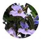 DwarfGiantFarm 200Pcs A Set Thunbergia laurifolia Seed Proqgf